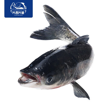 片言片鱼千岛湖胖头鱼净膛后24kg1条活鱼现杀冰鲜到家正宗千岛湖生态