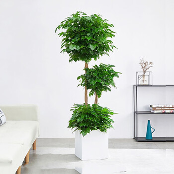 爱优尚 幸福树盆栽客厅大盆栽植物绿植园艺室内植物办公室绿植三层