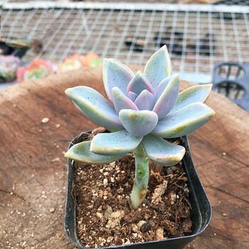 幽灵公主淡雪多头群生新手超好养易度夏多肉植物室内阳台花卉绿植淡雪小苗1颗裸根发货 图片价格品牌报价 京东