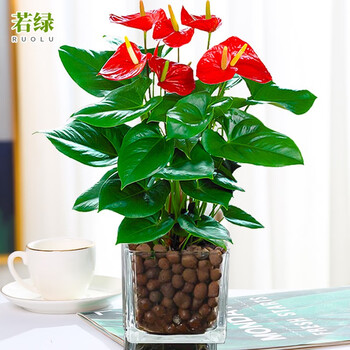 若绿 白掌盆栽 绿植盆景水培土培植物 一帆风顺客厅办公室内桌面花卉 红掌(方缸玻璃盆+陶粒) 含盆