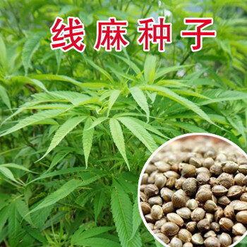 谏仰火麻种子胡麻中草药植物线麻野菜火麻仁种籽四季庭院栽培易活线麻