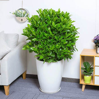 涞思芊品质保证非洲茉莉盆栽灰莉盆景阳台绿植常用办公室内外走廊净化