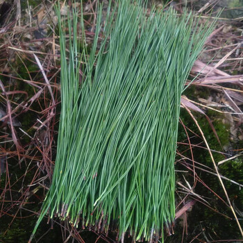 艺笑堂新鲜马尾松针500g衡山老松树叶自泡全野松茶磨制松针粉酵素原