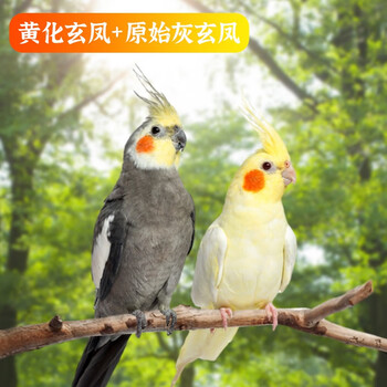 CRAZY PLANT鹦鹉活体玄凤鹦鹉鸟笼会说话鹦鹉小鸟宠物活鸟手养一对 【情侣款】黄化玄凤+原始灰玄凤