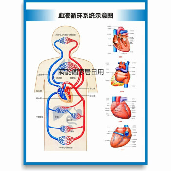 心臟構造圖心臟結構圖心臟解剖圖人體血液循環系統圖診所醫院掛圖心臟