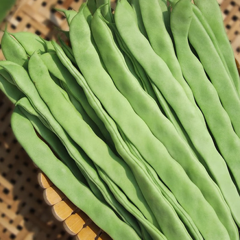 新鲜扁豆角油豆角宽扁豆绿色蔬菜当季农家蔬菜扁豆青豆角 2500g-实惠