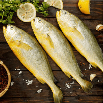 新鲜大黄花鱼深海捕捞大黄鱼冷冻鲜活海鱼类海鲜水产生鲜食品批发3斤
