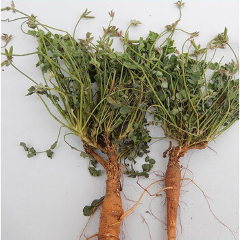 【官方滋补】萝卜地丁甜地丁紫花地丁老鼠布袋米口袋地丁草晒干250g