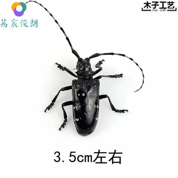 昆虫标本标本礼物真昆虫标本独角仙金龟子锹甲蝎子甲虫真蝴蝶学生观察教学教具diy 星天牛 图片价格品牌报价 京东