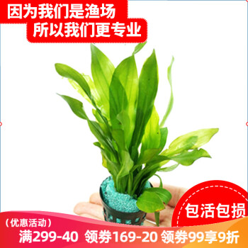 享受豪车驾驶体验,从价格走势看未来