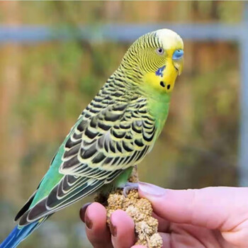 宠物活物云斑活体大型小鸟活宠物玄凤幼鸟鹦鹉活鸟鸟活物 成年绿皮