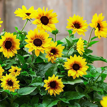 麦桑荷园艺向日葵光辉岁月矮化盆栽花苗太阳花大苗幼苗阳台花卉 光辉