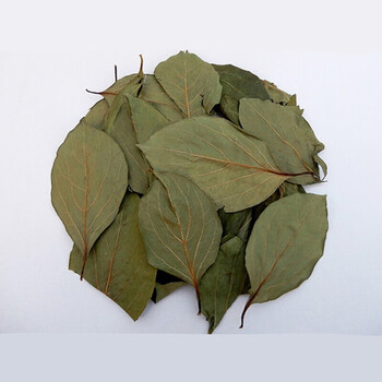 2021年新货柿子叶天然柿叶茶1斤整片柿子叶粉柿树