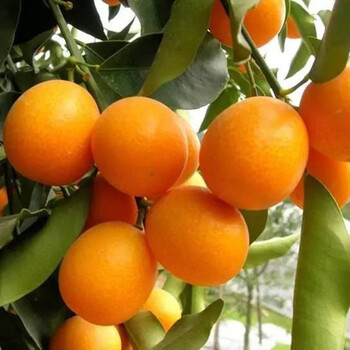 纳邦蜜糖金桔树带果庭院地栽橘子树大树阳台盆栽嫁接桔子树苗当年结果