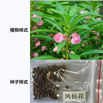 小花农阳台种蔬菜创意盆栽幼儿园儿童小朋友趣味种植diy发芽植物凤仙花种子 土 盆子 图片价格品牌报价 京东 小花农阳台种蔬菜创意盆栽幼儿园儿童小朋友趣味种植diy发芽植物凤仙花种子 土 盆子 图片价格品牌报价 京东