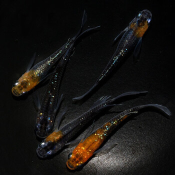 double yellow观背青鳉观赏鱼魔法鱼冷水鱼小型锦鲤金鱼淡水鱼原生鱼