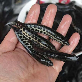 精选冷水雷龙鱼苗观赏鱼淡水小型不打氧好养放生原生鱼月醴黑鱼乌鳢7