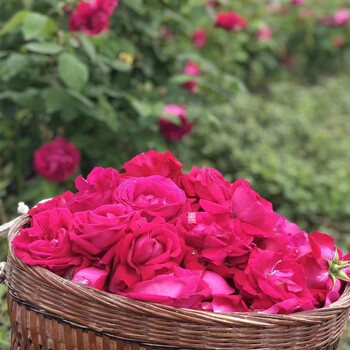 云南老品种滇红食用玫瑰鲜花朵现摘 顺丰发货中 1000g
