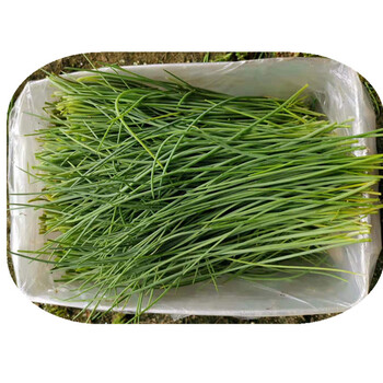 新鲜沙葱当天采收酒店餐厅饭店食材特色蔬菜饺包子馅料蒙古韭2000g