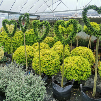 艺珺雨金姬小蜡棒棒糖高杆爱心步步高造型柠檬之光川滇蜡树亮金女贞