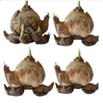 倾颜水仙花种球水培室内花卉进口水仙花绿植水培花卉盆栽植物洋水仙