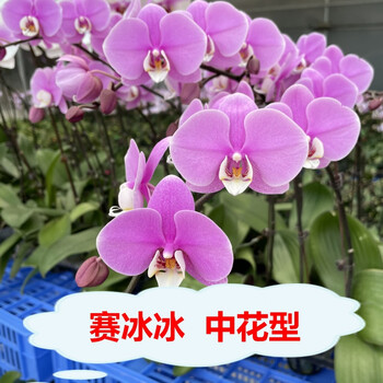 hqc蝴蝶兰花苗盆栽带花苞花剑兰花大苗客厅室内绿植物花卉四季好养活