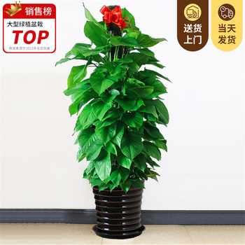 叹为观止大型植物辫子发财树各种大颗开业乔迁盆栽客厅办公室内大型花卉 大叶绿萝【1.2-1.4米】 不含盆