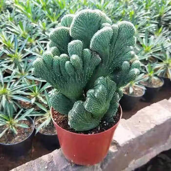 兰桑仙人掌绿植花卉玉麒麟盆景四季常青多肉植物盆栽 五指山中号 原盆