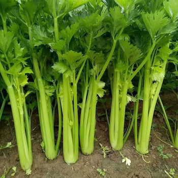 新鲜现挖芹菜西芹农家自种小西芹时令蔬菜特价青菜带嫩空芯香芹5斤