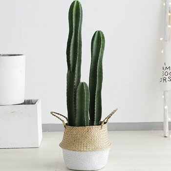 量天尺仙人掌仙人柱多肉植物网红北欧风中大型客厅办室内盆栽量天尺