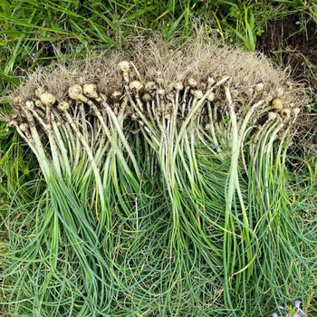 贵州野葱现挖新鲜野菜野生深山小头野葱胡葱野蒜头香葱带根发货 1斤