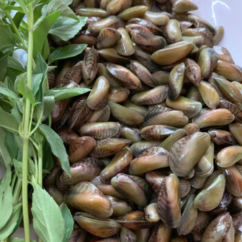 薄壳米新鲜鲜活海鲜水产当天海捕贝类特产红肉生鲜一斤装