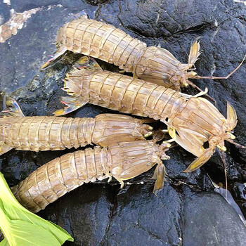 全母带膏皮皮虾鲜活濑尿虾虾姑虾婆虾虎富贵爬虾 1500g 12-14cm