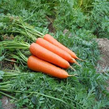 胡萝卜新鲜10斤水果萝卜脆甜生吃红心沙地罗卜现挖带泥农家蔬菜5年货