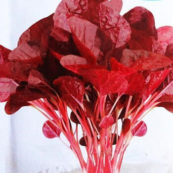 全红苋菜种子苋菜种子红叶苋菜籽庭院菜园大田易种有机蔬菜种子全红