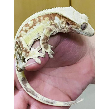 睫角守宫蜥蜴宠物幼体活物小型新手入门级鬃狮蜥子巨人豹纹活体 白色
