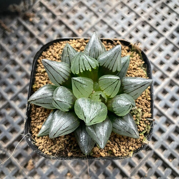 新品西瓜寿多肉植物十二卷室内桌面小盆栽玉露批发可爱西瓜寿67cm