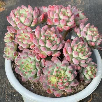 络咚棠 络咚棠轻奢云南精品多肉植物整桩绮罗蓝精灵蓝苹果春萌老桩群生室内家居盆景抖音网红sn7679 蓝苹果180杯型