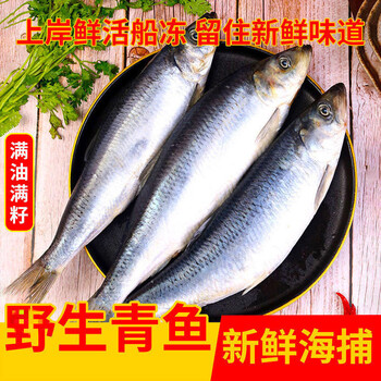 青鱼冷冻青占鱼满籽满油深海鱼新鲜船东深海新鲜鲭鱼鲱鱼整箱青鱼 满籽满油 净重2500g 5袋 10 15条 图片价格品牌报价 京东