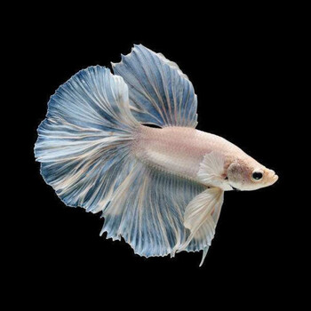 天弗泰国斗鱼马尾狮王半月母斗鱼观赏鱼热带鱼活体宠物淡水鱼白色精品