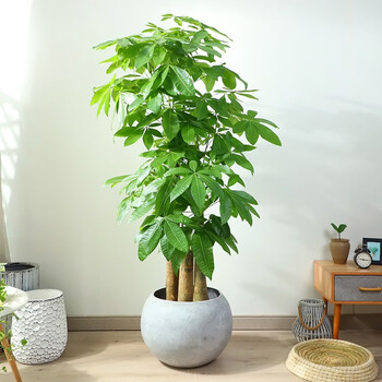 红豆(hodo)发财树盆栽大型步步高辫子发财树办公室内绿植盆栽大盆景
