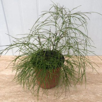 潮汕红花  仙草 抹草 春草吉祥草阳台盆栽喜庆吉祥植物 多芮蜜 吉祥草