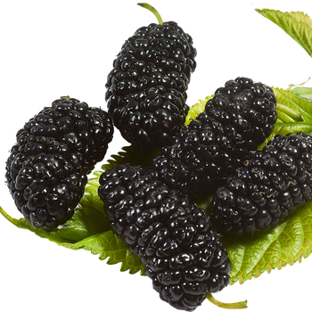 时染(shiran)【顺丰】新鲜桑葚 树苺 黑桑椹甜桑果 新鲜当季水果 10斤