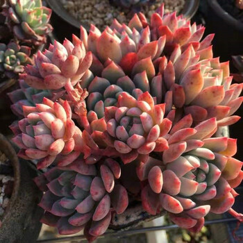 霜花多肉植物群生多头老桩组合盆栽绿植花卉大群生810头冠幅1518cm