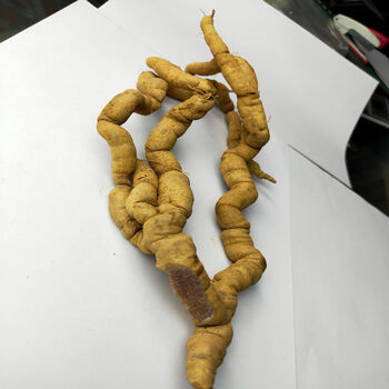 药膳新鲜野生凤眼根巴戟天煲汤泡酒炖品中药食材辅料兔儿肠 生长年限