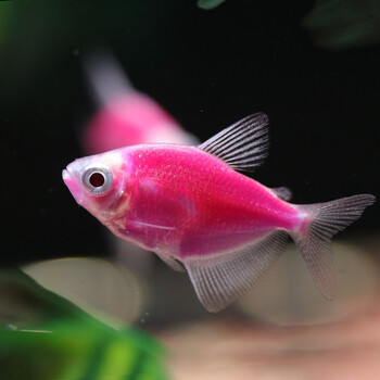 鱼官儿紫衣天使2条热带观赏小型天使鱼活体淡水鱼缸群游