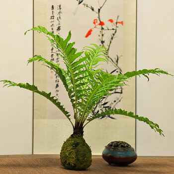 富贵蕨小型蕨类植物室内客厅绿植盆栽水培苔藓球苔藓球富贵蕨不含紫砂