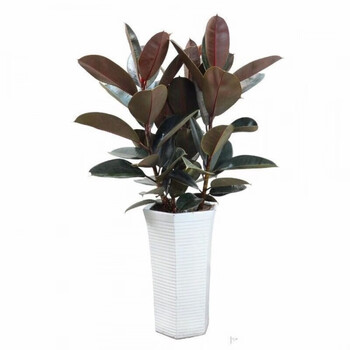 橡皮树黑金刚盆栽室内客厅阳台四季常青好养盆景花卉绿植 店铺特惠70