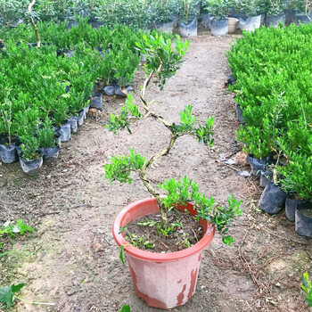 黄杨盆景雀舌黄杨皱皮小叶黄杨苗造型名贵盆景树苗盆栽室内z9没造型带