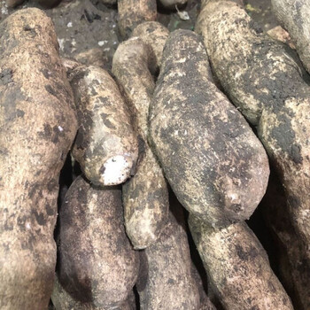 云南德宏特产应季蔬菜杨瓜根佛手瓜根洋丝瓜根新鲜绿色蔬菜2斤